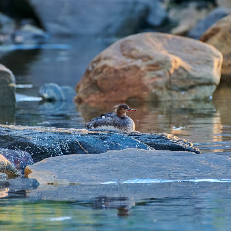 #bird #wildlife #nature #birdphotography Готовимся ко сну фото превью
