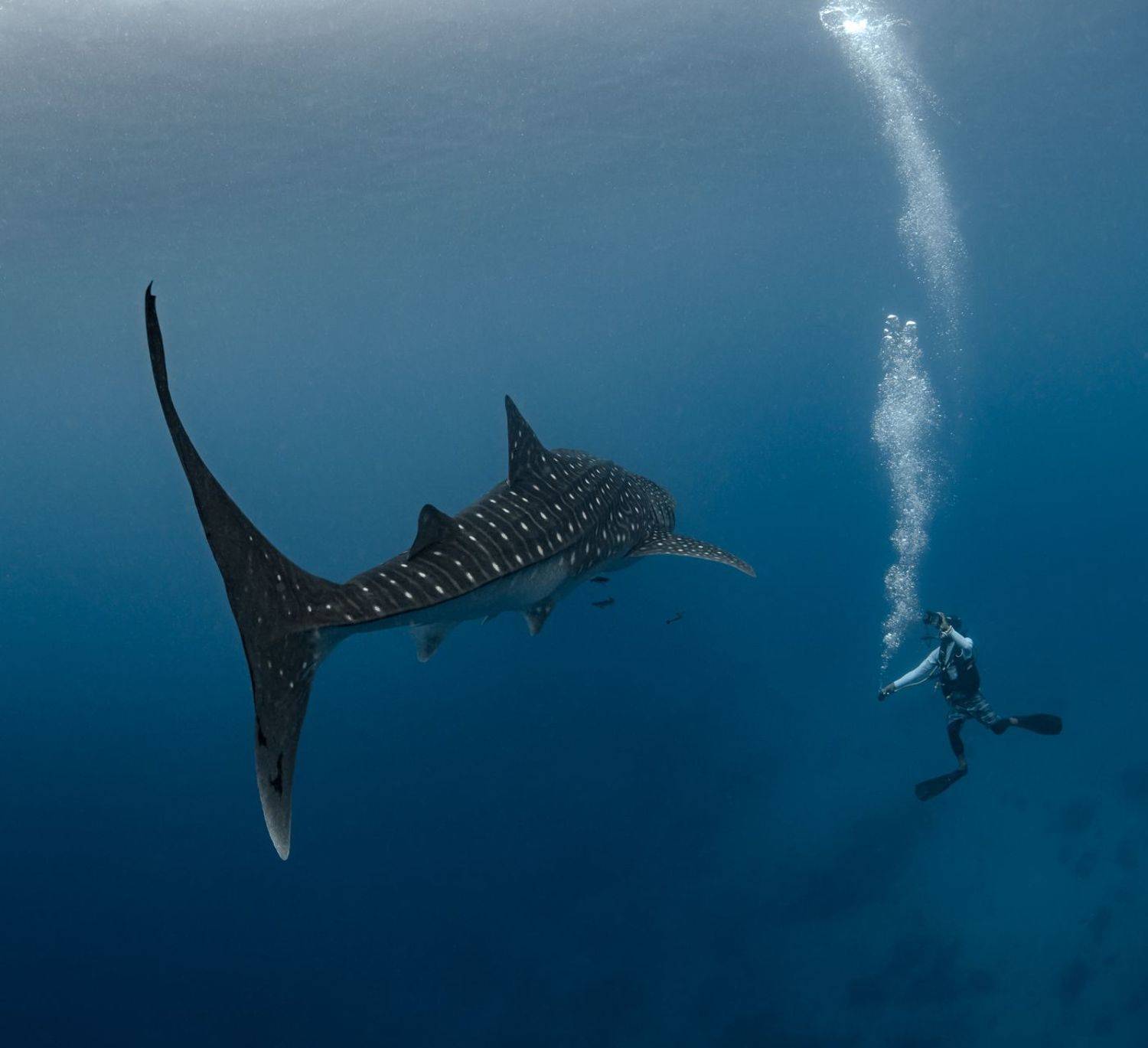 , Савин Андрей