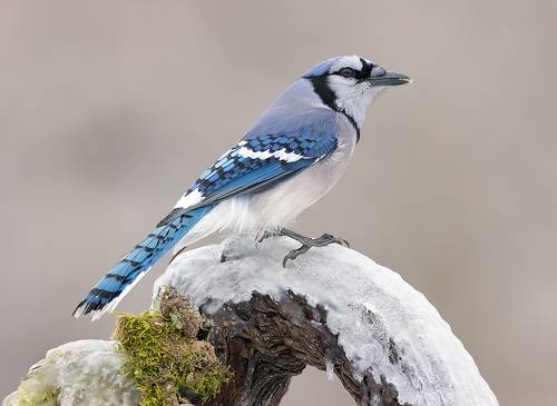 Blue Jay - Голубая сойка