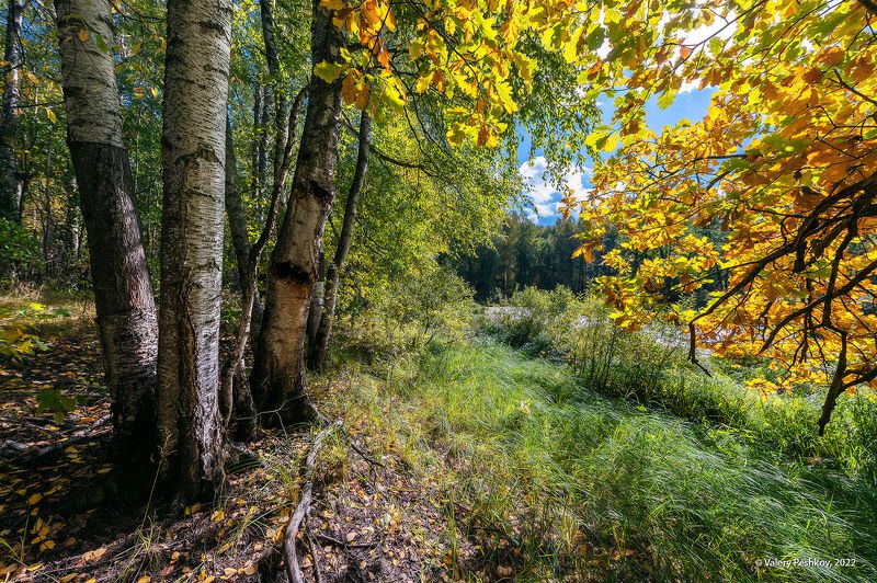 ранняя осень, сентябрь, старицы, солнце, облака, мещёра, рязанская область. Pro сентябрьские старицы фото превью