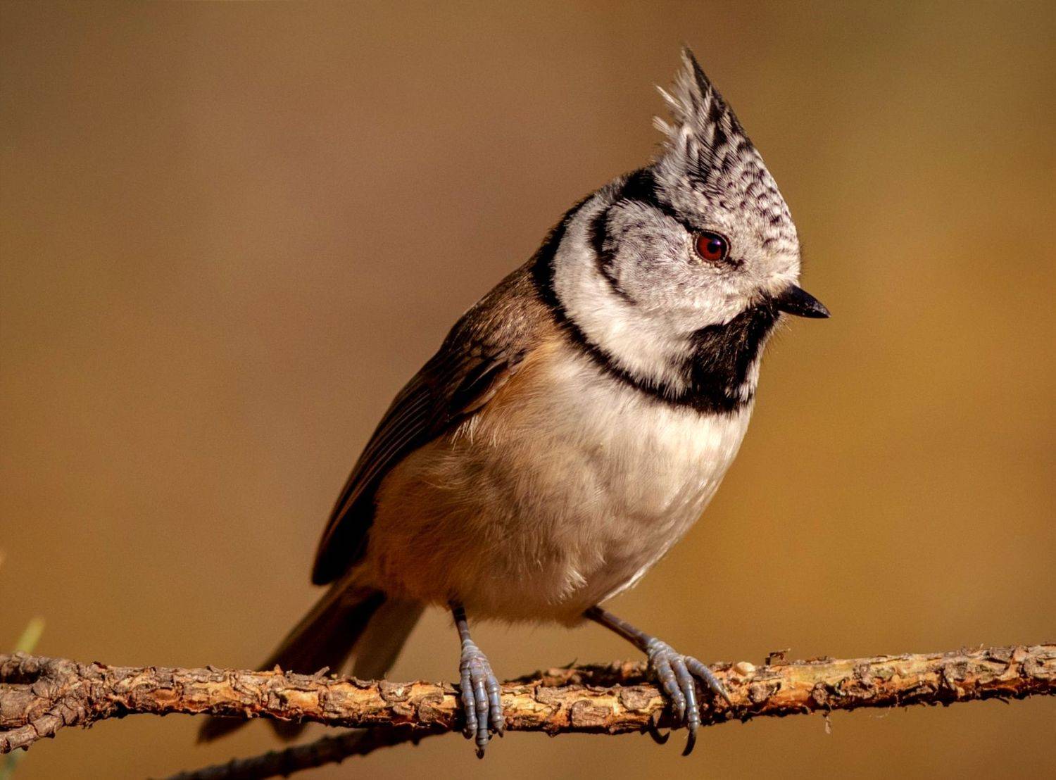 гренадерка, синица, птица, фотоохота, birds, crested tit, оранжевый, хохлатая синица, wildlife, nature, Павел Краснослободцев