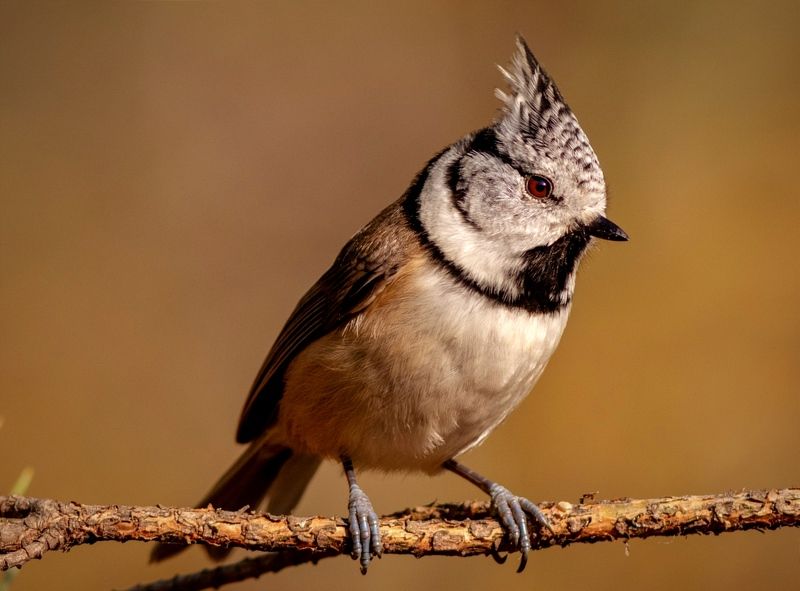гренадерка, синица, птица, фотоохота, birds, crested tit, оранжевый, хохлатая синица, wildlife, nature Гренадерка фото превью