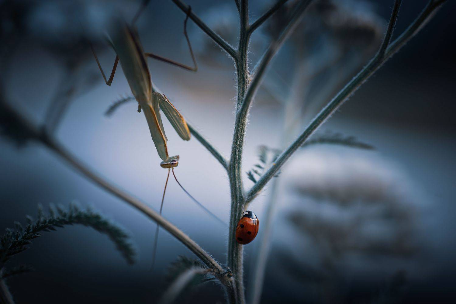 , Лапшина Владлена