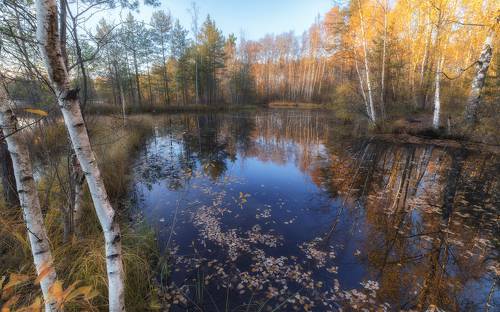 Зеркало осени