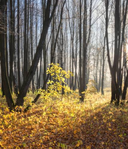 В тёмном, тёмном лесу