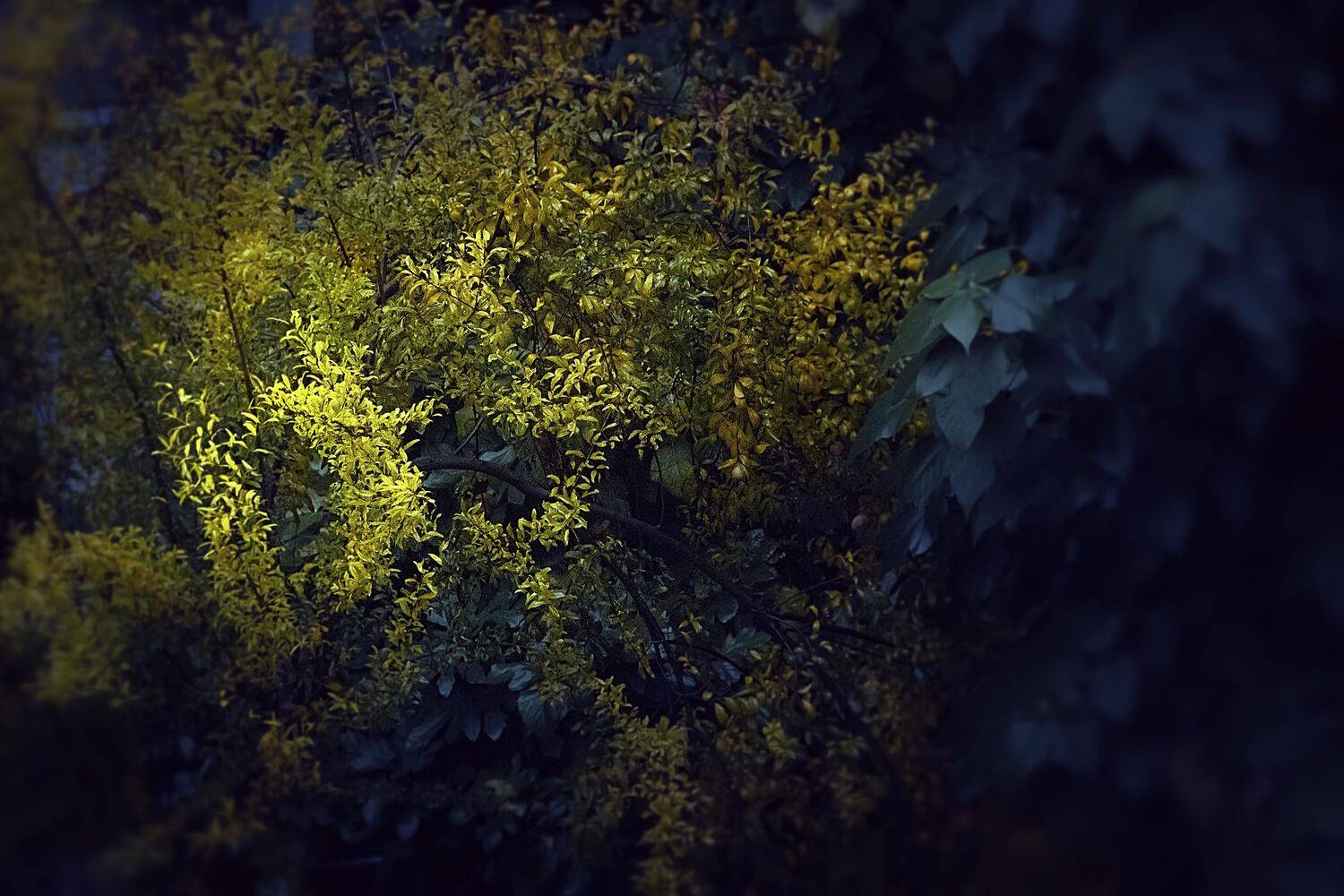 窗外一树秋 &mdash; 石榴叶红, 吴 微雨墨烟鸿