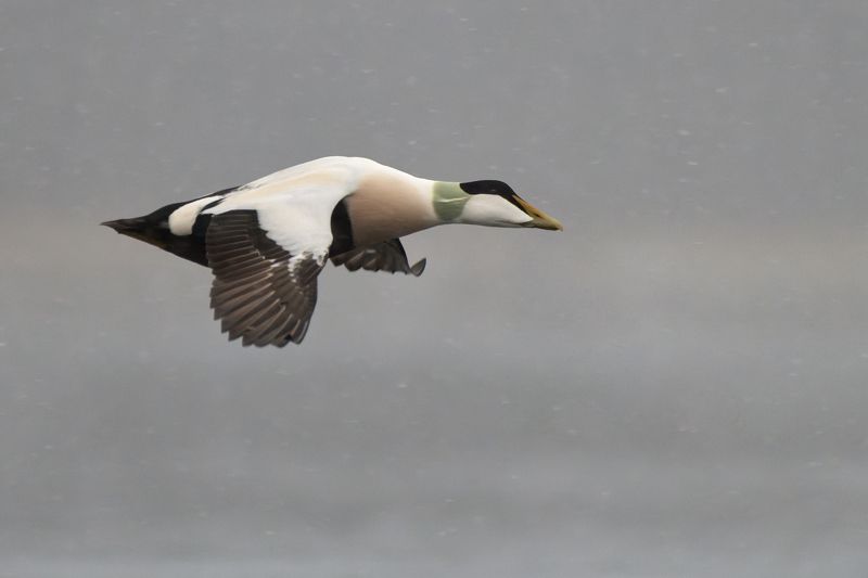 Сквозь снег в тумане. фото превью