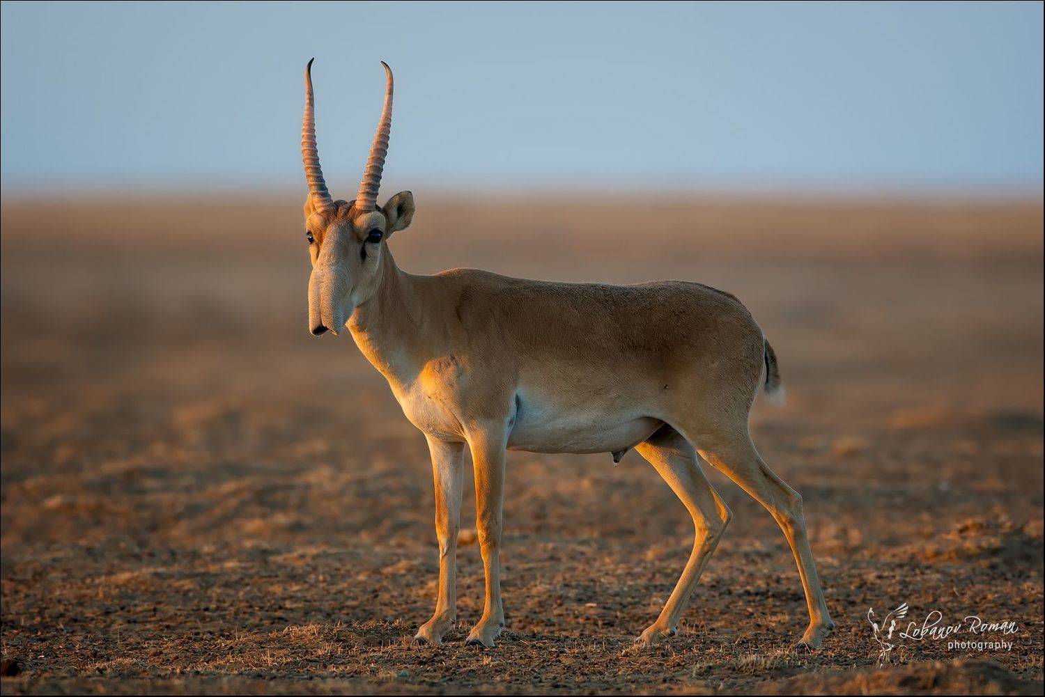 , Лобанов Роман