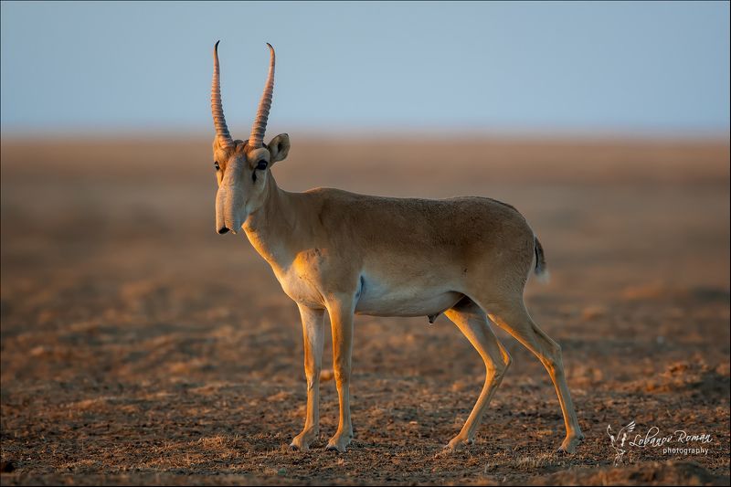 * * * фото превью