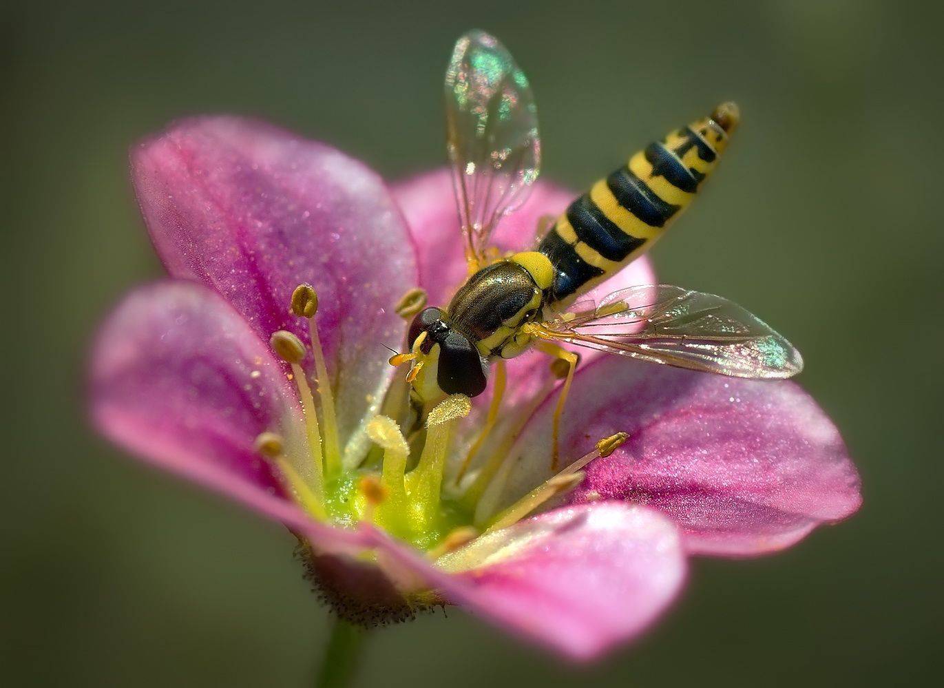 насекомое, цветок, мушка, Сергей Аникин