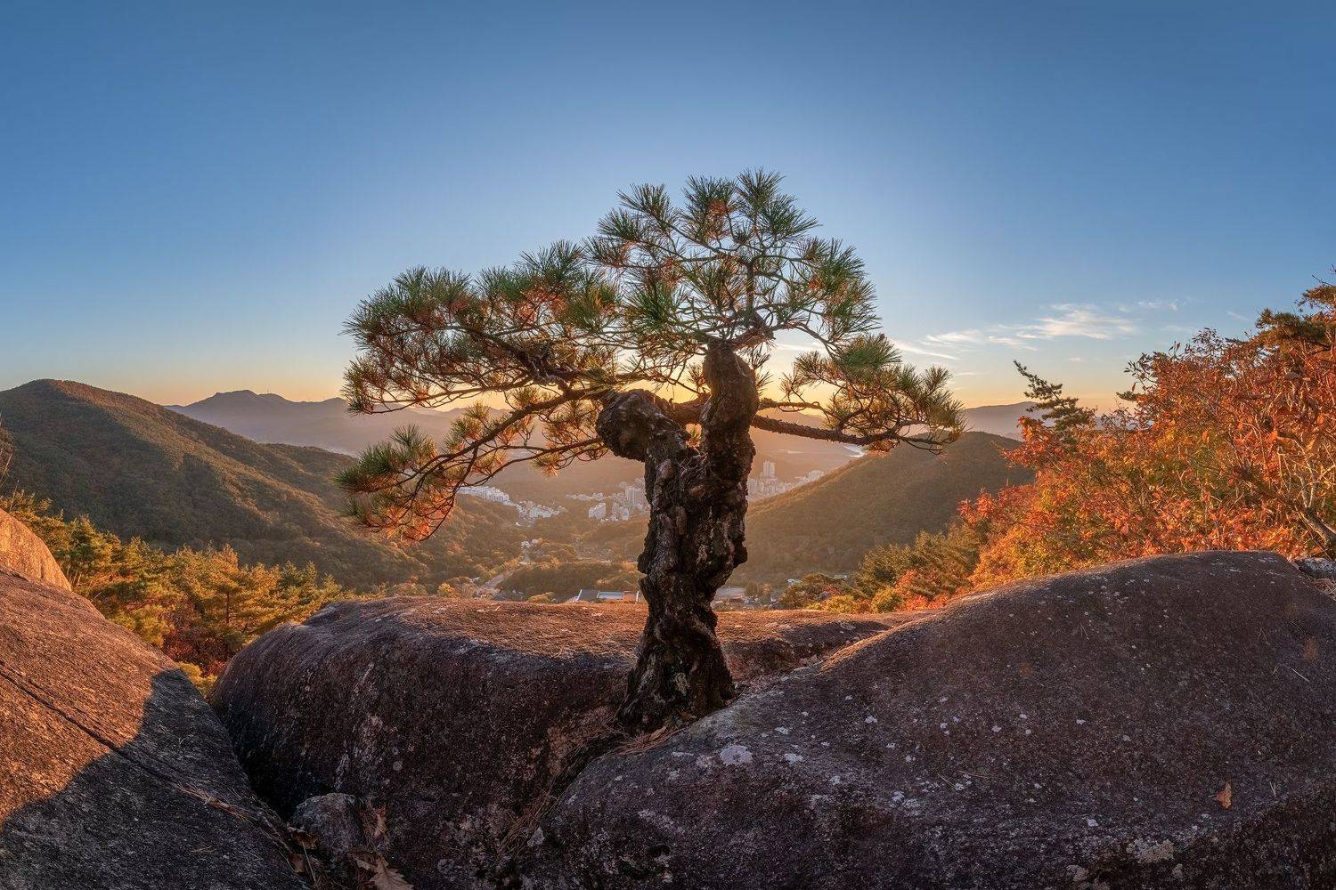 mountain, tree, nature, pine, Jaeyoun Ryu