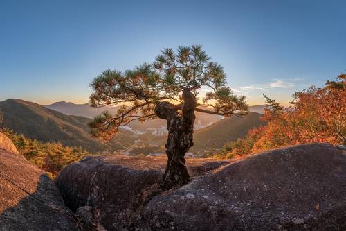 Natural sculpture