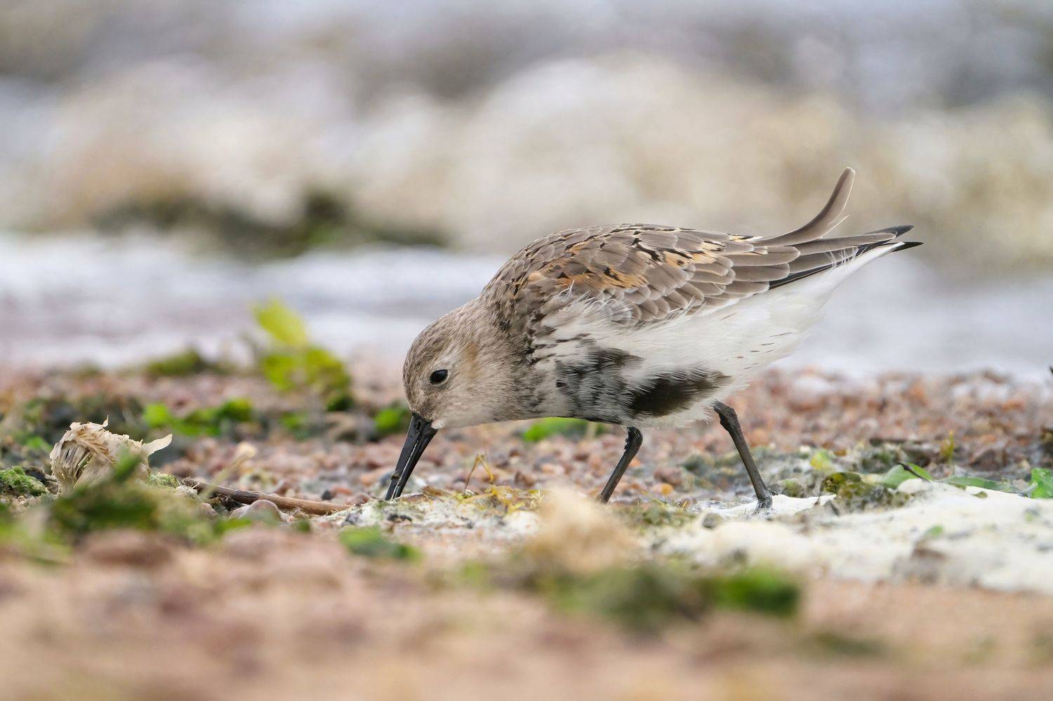 кулик,чернозобик,shorebird,wader,dunlin,Calidris alpina,, Андрей Гуливанов