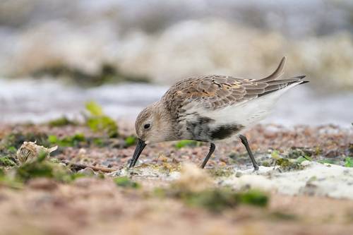 Чернозобик