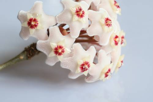 pink decorative flower hoya