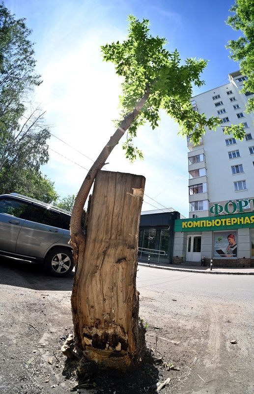 Вот такое дерево фото превью