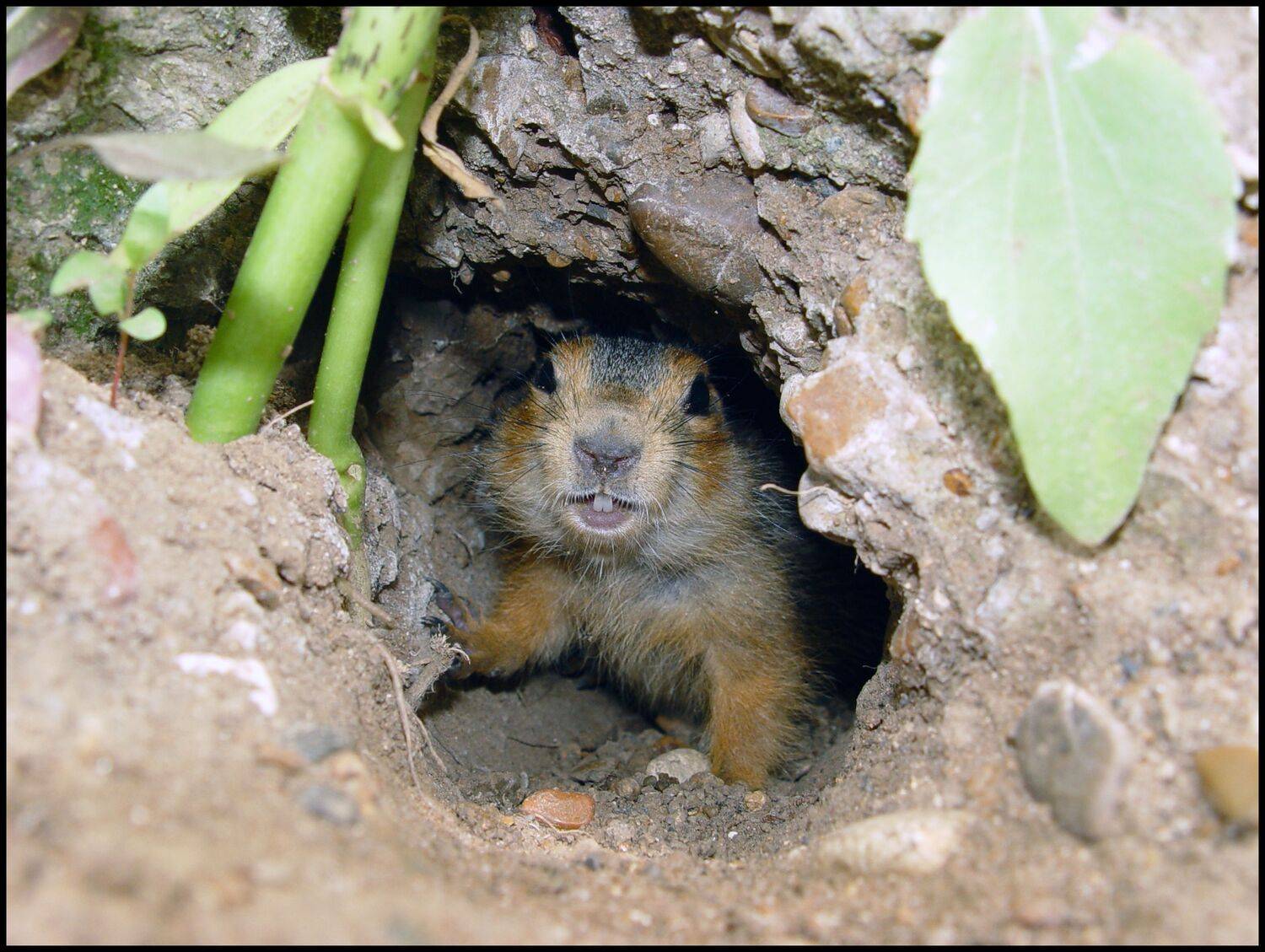 , Меднов Влад