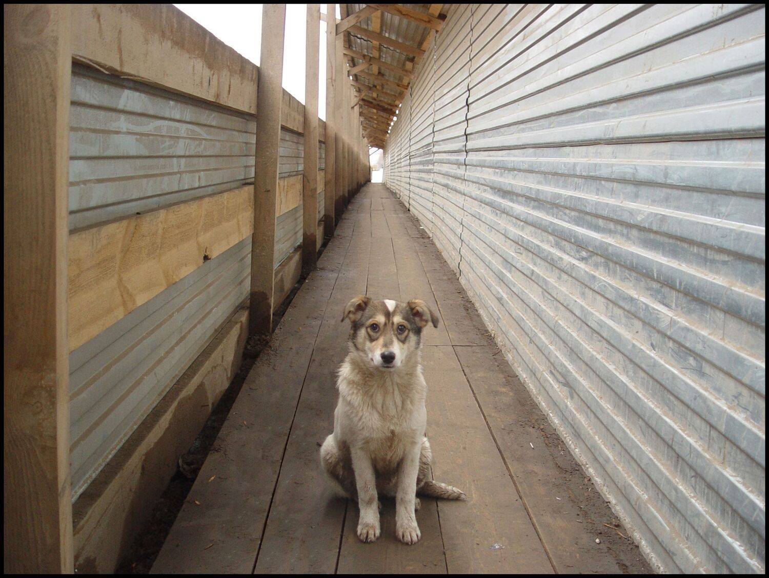 , Меднов Влад