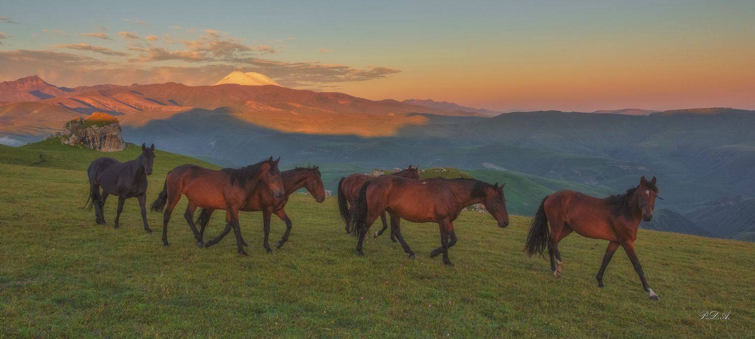 , ПУЗЕНКО ДМИТРИЙ