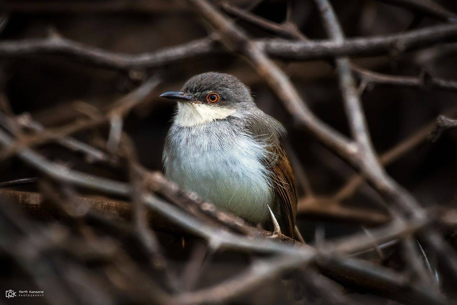 grey-breasted prinia, prinia hodgsonii,grk, greater rann of kutch, nature, 35awards, 35photo, wildlife, birds, birds of india, parth kansara, parth kansara wildlife, indian wildlife, photo, photography, kutch, birds of kutch, nakhatrana, kutch wildlife,, parth kansara