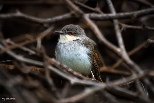 Grey-breasted (Prinia Prinia hodgsonii)