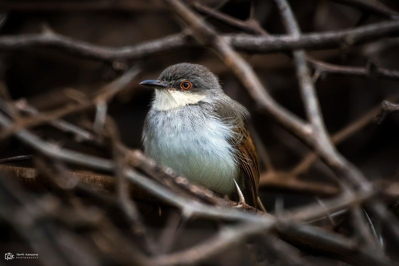 grey-breasted prinia, prinia hodgsonii,grk, greater rann of kutch, nature, 35awards, 35photo, wildlife, birds, birds of india, parth kansara, parth kansara wildlife, indian wildlife, photo, photography, kutch, birds of kutch, nakhatrana, kutch wildlife, Grey-breasted (Prinia Prinia hodgsonii) фото превью