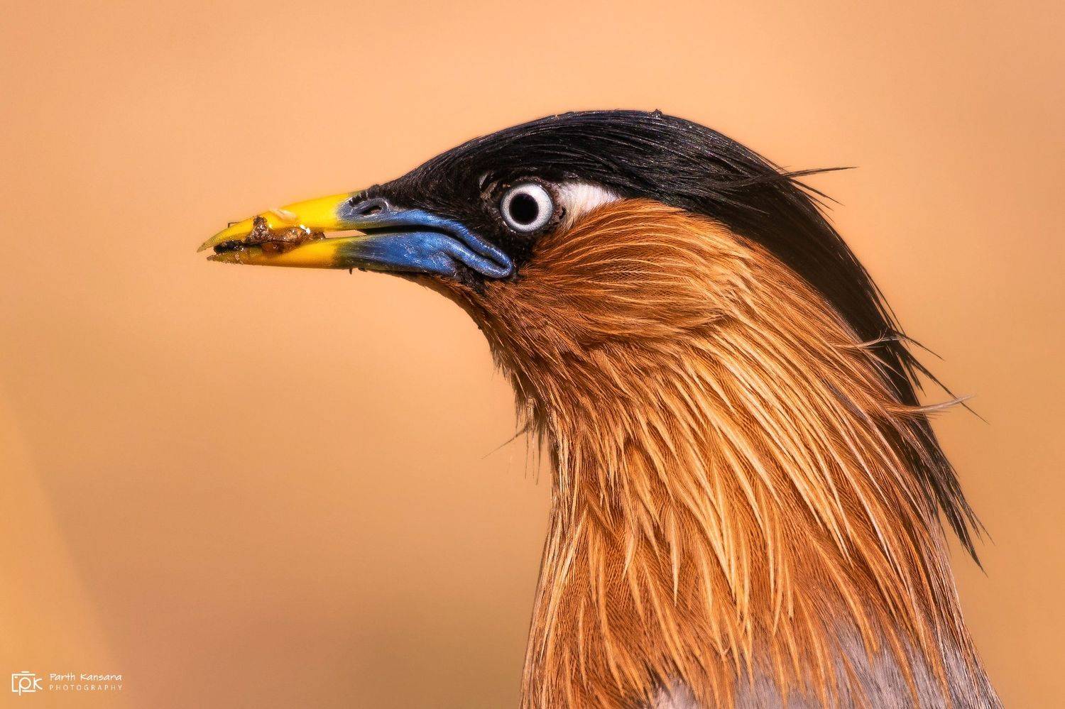 brahminy starling, sturnia pagodarum, grk, greater rann of kutch, nature, 35awards, 35photo, wildlife, birds, birds of india, parth kansara, parth kansara wildlife, indian wildlife, photo, photography, kutch, birds of kutch, nakhatrana, kutch wildlife,, parth kansara