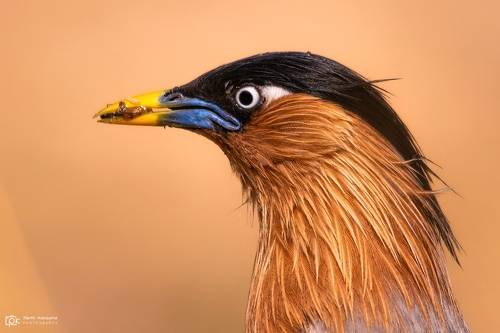 Brahminy Starling (Sturnia pagodarum)