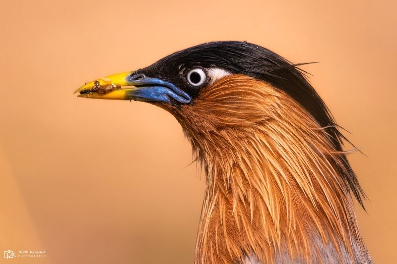 brahminy starling, sturnia pagodarum, grk, greater rann of kutch, nature, 35awards, 35photo, wildlife, birds, birds of india, parth kansara, parth kansara wildlife, indian wildlife, photo, photography, kutch, birds of kutch, nakhatrana, kutch wildlife, Brahminy Starling (Sturnia pagodarum) фото превью
