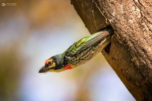 Coppersmith Barbet (Psilopogon haemacephalus)