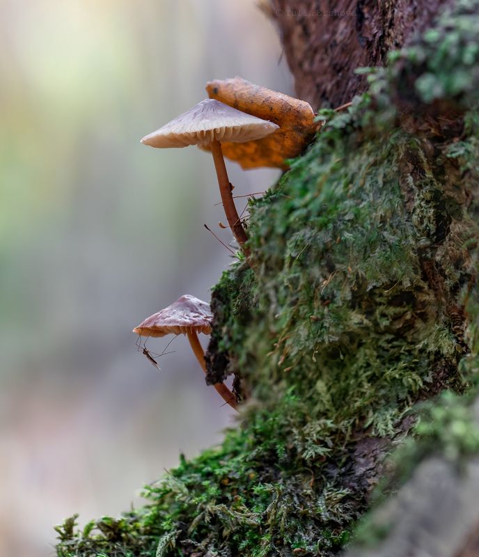 комар, грибы, поганки, осень, лес, макро, macro Любитель грибов фото превью