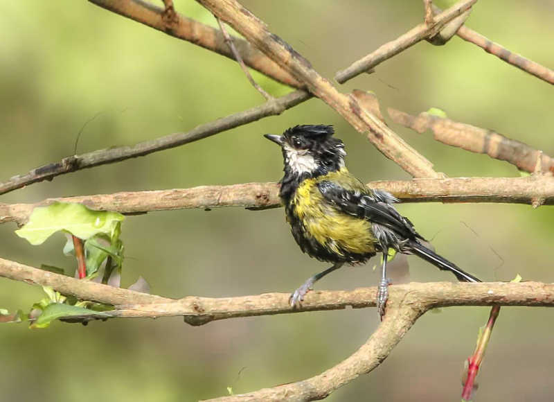 Green Backed Tit фото превью