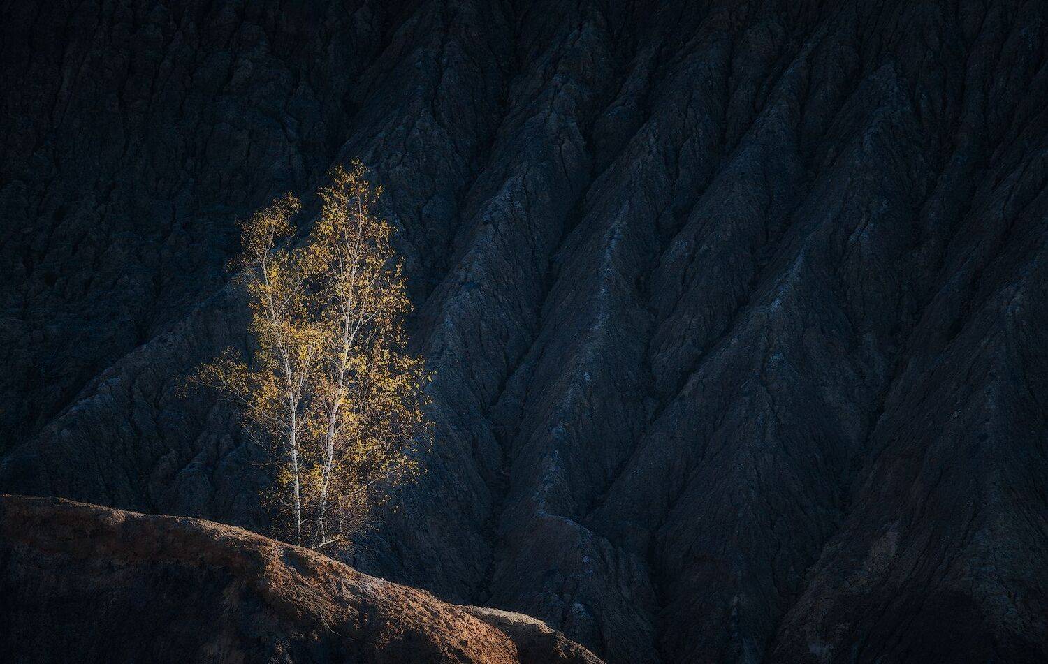 суворов, берёза, тульская область, карьер, Левыкин Виталий