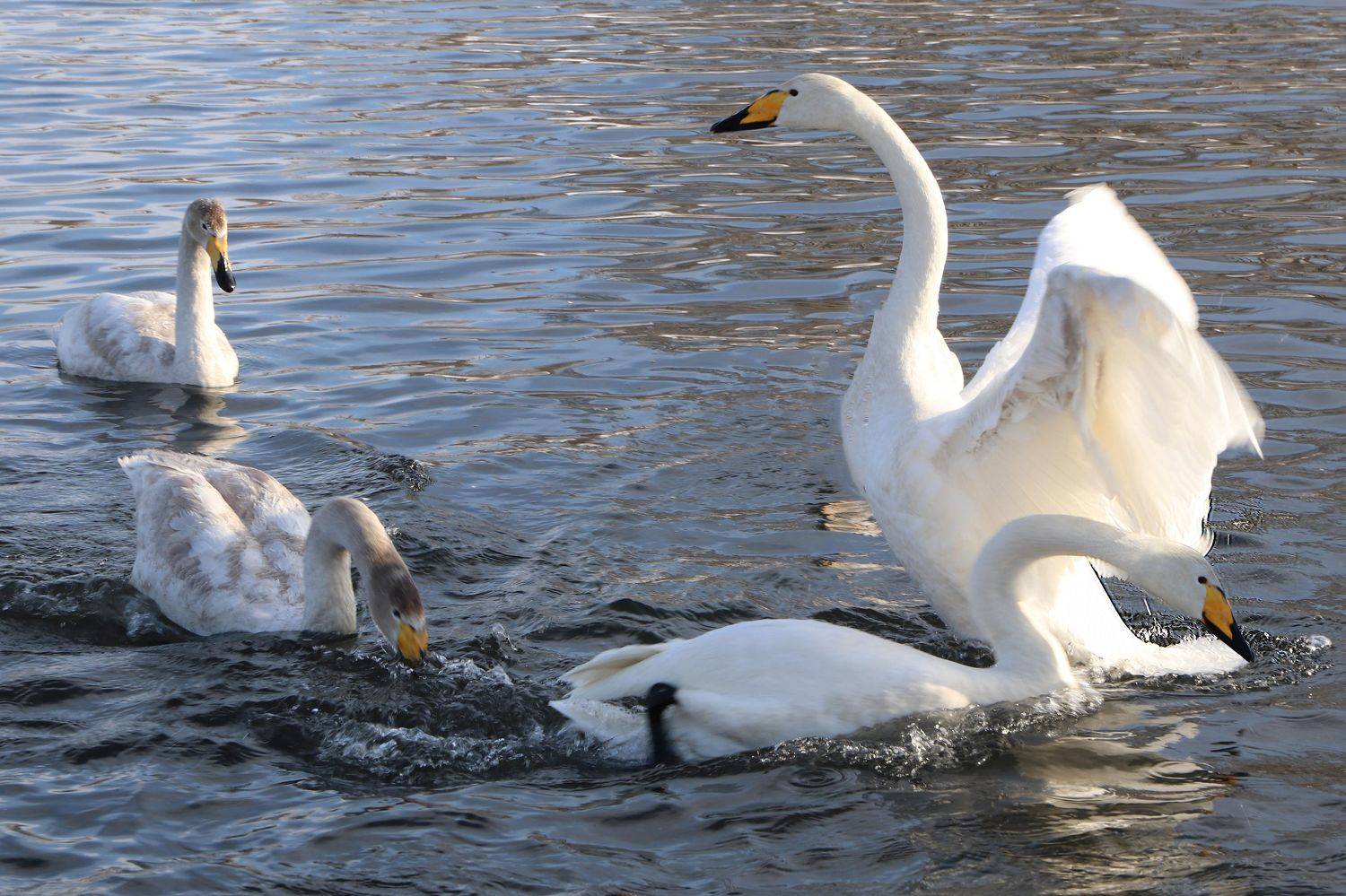 , Добролюбова Тамара