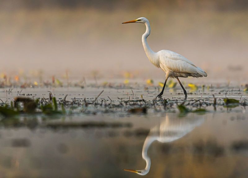 Czapla biała (Egretta alba) фото превью