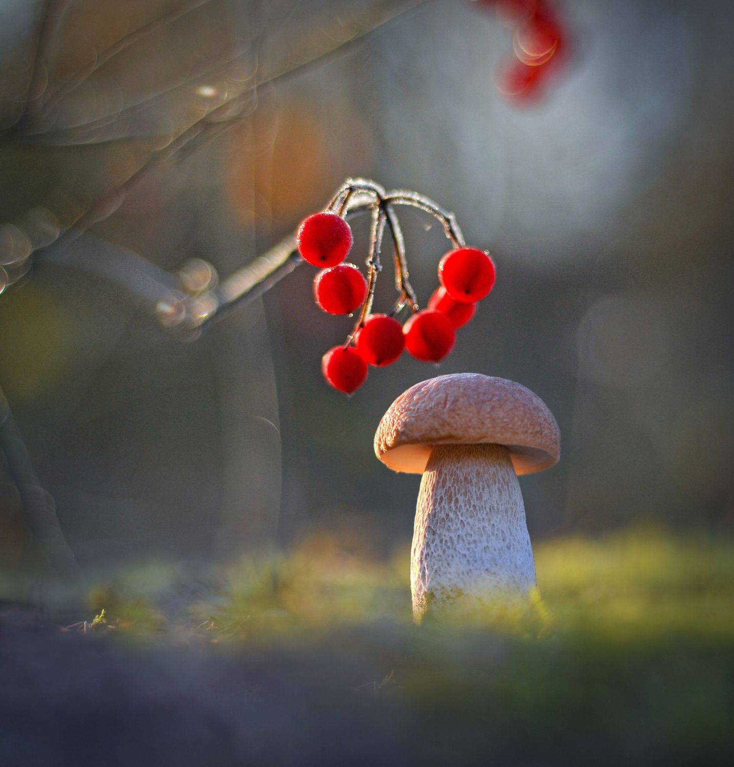 осень, боровик, природа, грибы, Александр Гвоздь