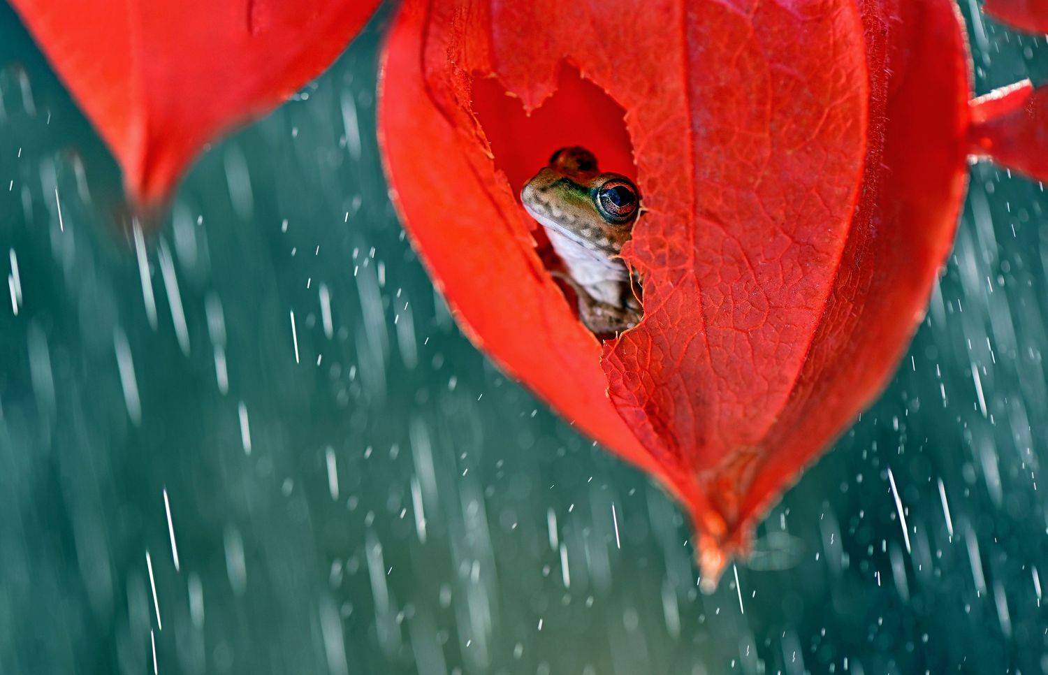 , Чернобай Анна