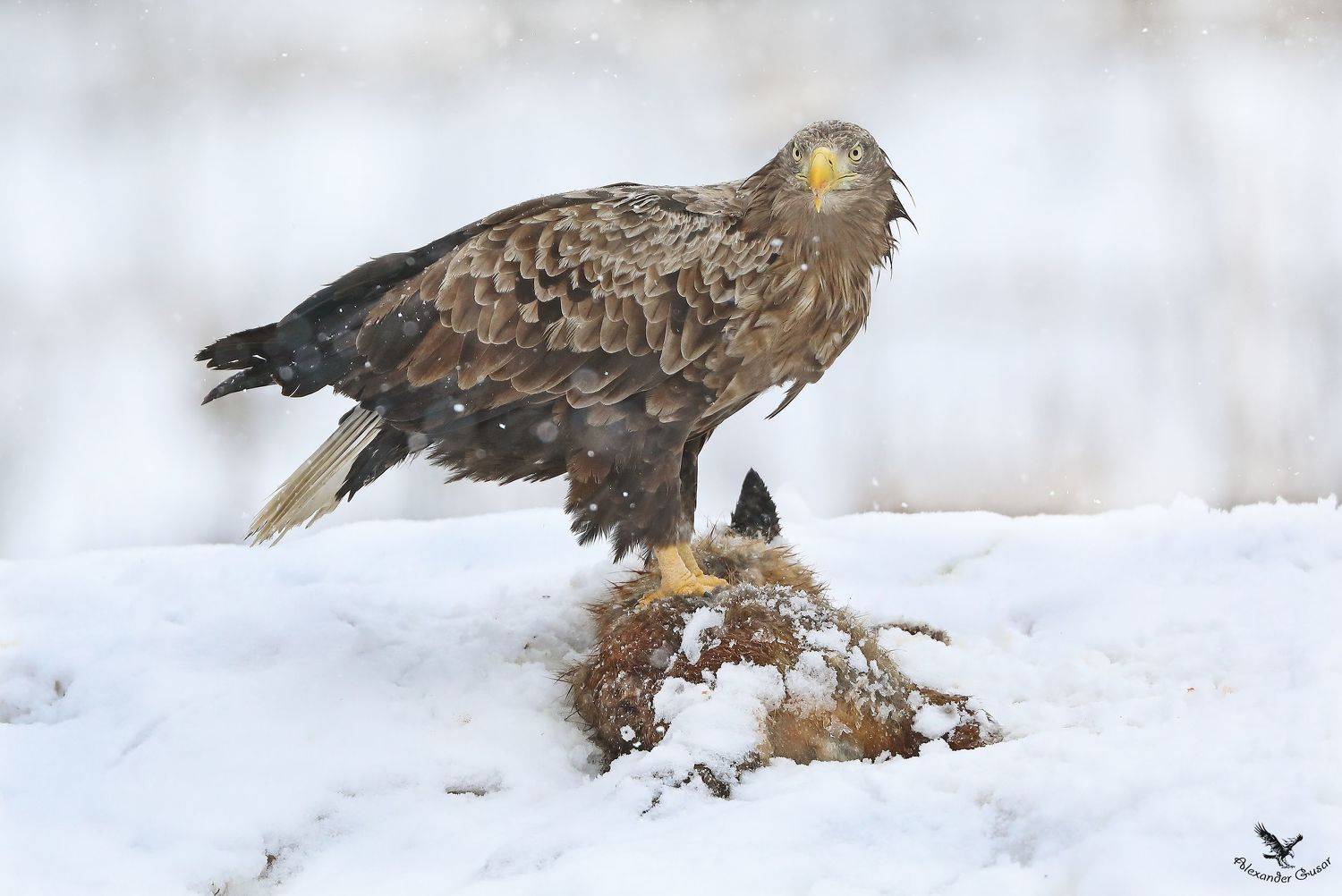 орлан белохвост., Александр Гусар
