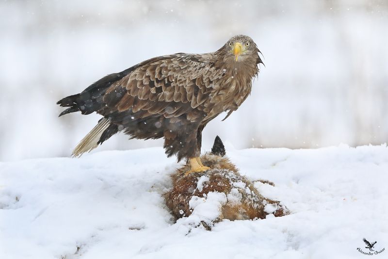 орлан белохвост. Взгляд фото превью