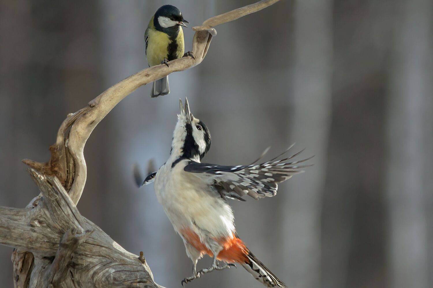 большая синица, большой пёстрый дятел, сюжет, Коледова Ирина