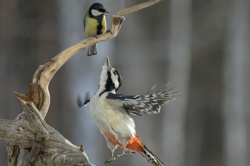 Учитель танцев фото превью
