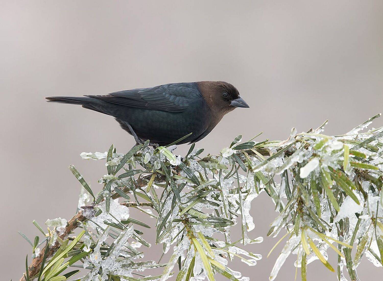 brown-headed cowbird, буроголовый коровий трупиал, зима, трупиал, Etkind Elizabeth