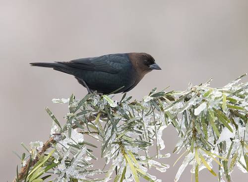 Буроголовый коровий трупиал - Brown-headed Cowbird