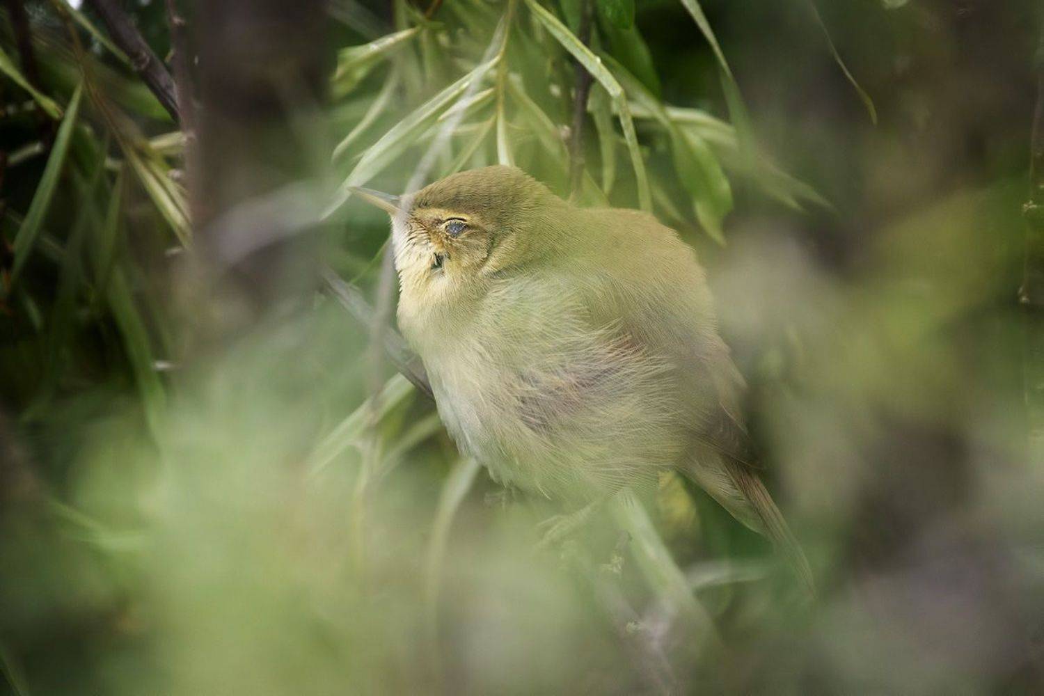 , Владимир Письмак