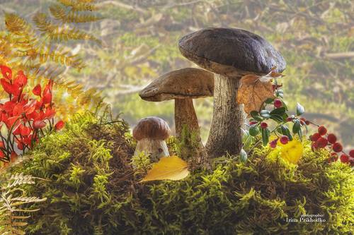 Лесные сказки