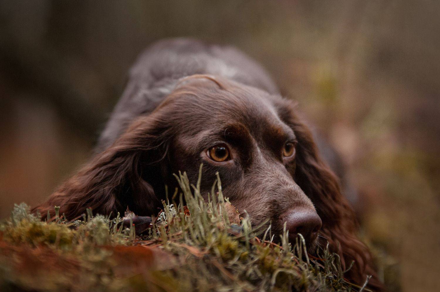 собака, Динара Зуйкова