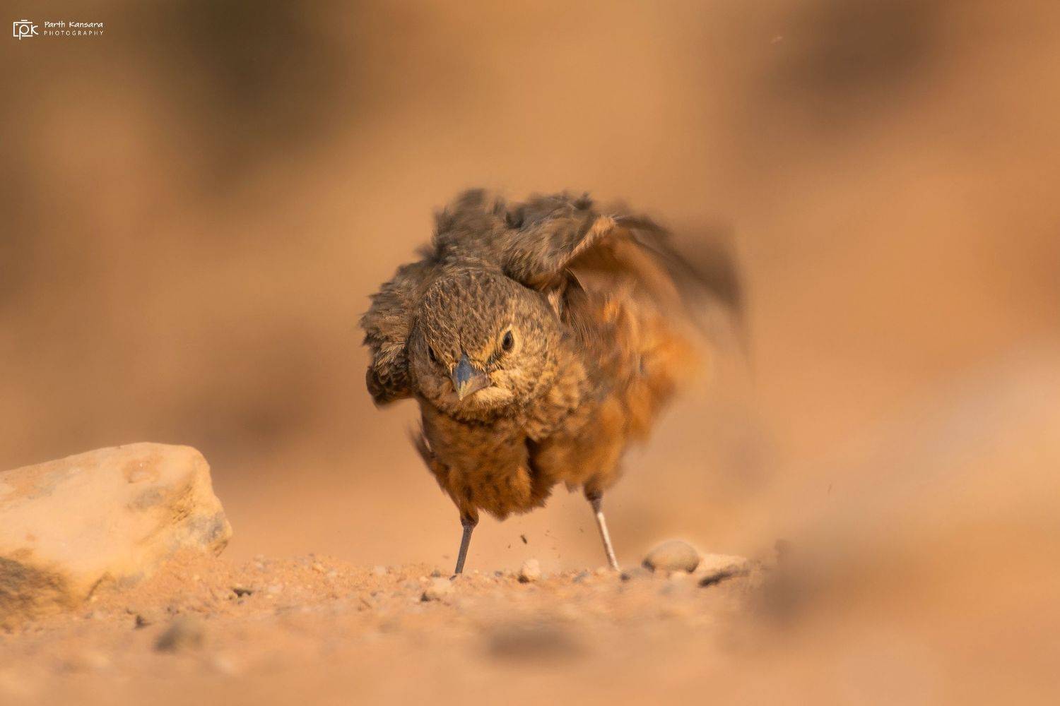 rufous-tailed lark, ammomanes phoenicura, grk, greater rann of kutch, nature, 35awards, 35photo, wildlife, birds, birds of india, parth kansara, parth kansara wildlife, indian wildlife, photo, photography, kutch, birds of kutch, nakhatrana, kutch wildlife, parth kansara