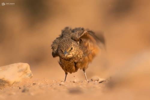 Rufous-tailed Lark (Ammomanes phoenicura)