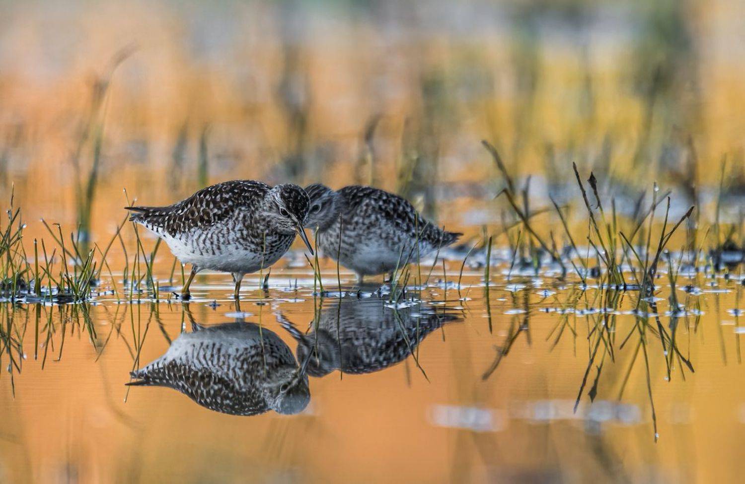 , Sławek Przybylski