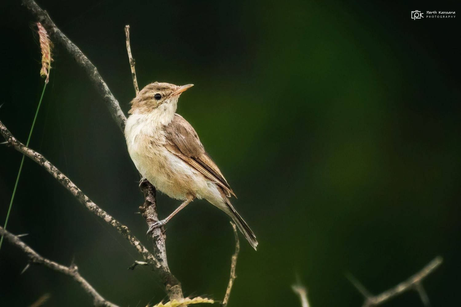 booted warbler, iduna caligata, grk, greater rann of kutch, nature, 35awards, 35photo, wildlife, birds, birds of india, parth kansara, parth kansara wildlife, indian wildlife, photo, photography, kutch, birds of kutch, nakhatrana, kutch wildlife,, parth kansara